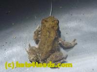 /home//u458753944/public_html/sourcegallery//Roxborough Toad Detour/2013-2019/2013/2013-06-03/P1120623.JPG
